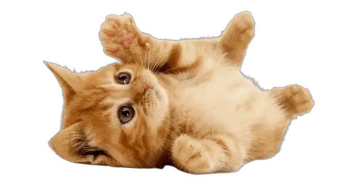 cat Cat Image